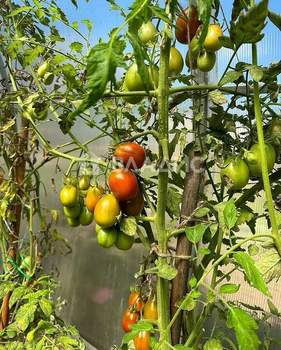 Дом 96м², 1-этажный, участок 6 сот.