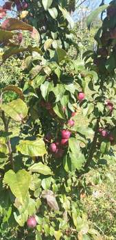 Дом 33м², 1-этажный, участок 12 сот.