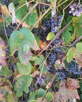 Дом 54м², 2-этажный, участок 6 сот.