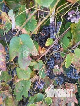 Дом 54м², 2-этажный, участок 6 сот.