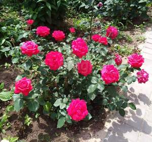 Дом 700м², 2-этажный, участок 12 сот.  