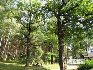 Дом 116м&sup2;, 1-этажный, участок 11 сот.  